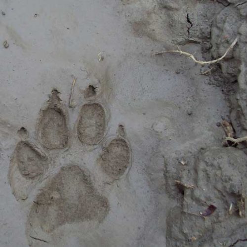 Paw Prints in the Mud Image